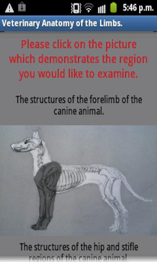 Vet Anatomy Of The Limbs