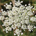 Queen Anne's Lace