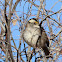 White-throated Sparrow