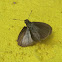 Skipper Butterfly