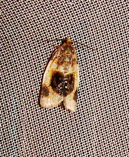 Spotting Image 1