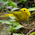 Yellow Warbler