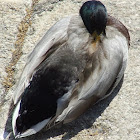Mallard,Pato-real