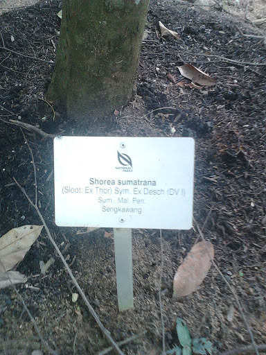 Shorea Sumatrana Signage