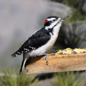 Hairy Woodpecker