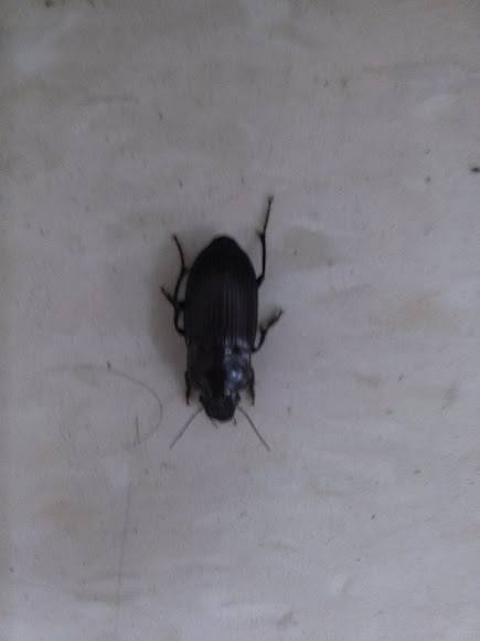 Spotting Image 1