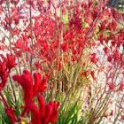 kangaroo paw