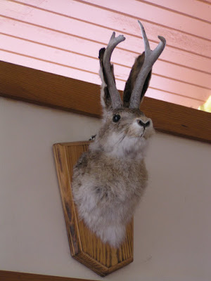 jackalope