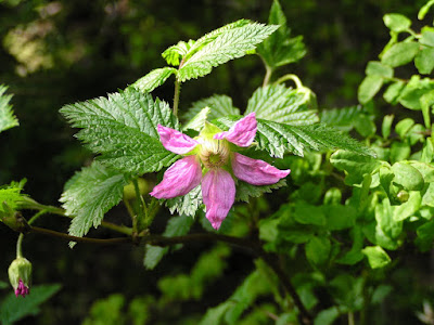 spring flowers