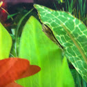 Otocinclus