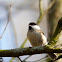 Willow Tit