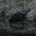 Eurasian beaver
