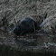 Eurasian beaver