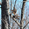 Red Shouldered Hawk