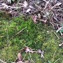 Star moss