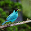 Green Honeycreeper