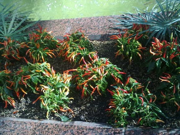 Spotting Image 1