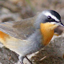 Cape Robin