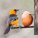 Altamira Oriole
