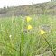 Yellow Bells