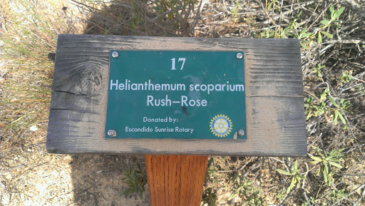 Helianthemum Scoparium Rush-Rose 
