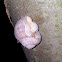 Burgundy snail