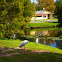 Wood Stork