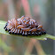 Sawfly larva