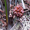 Nipa palm