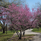 Redbud Tree
