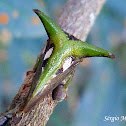 Buffalo treehopper