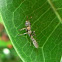 Pseudomyrmex ant