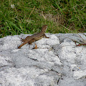 Curly Tailed Lizard