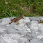 Curly Tailed Lizard