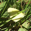 Small Grass Yellow