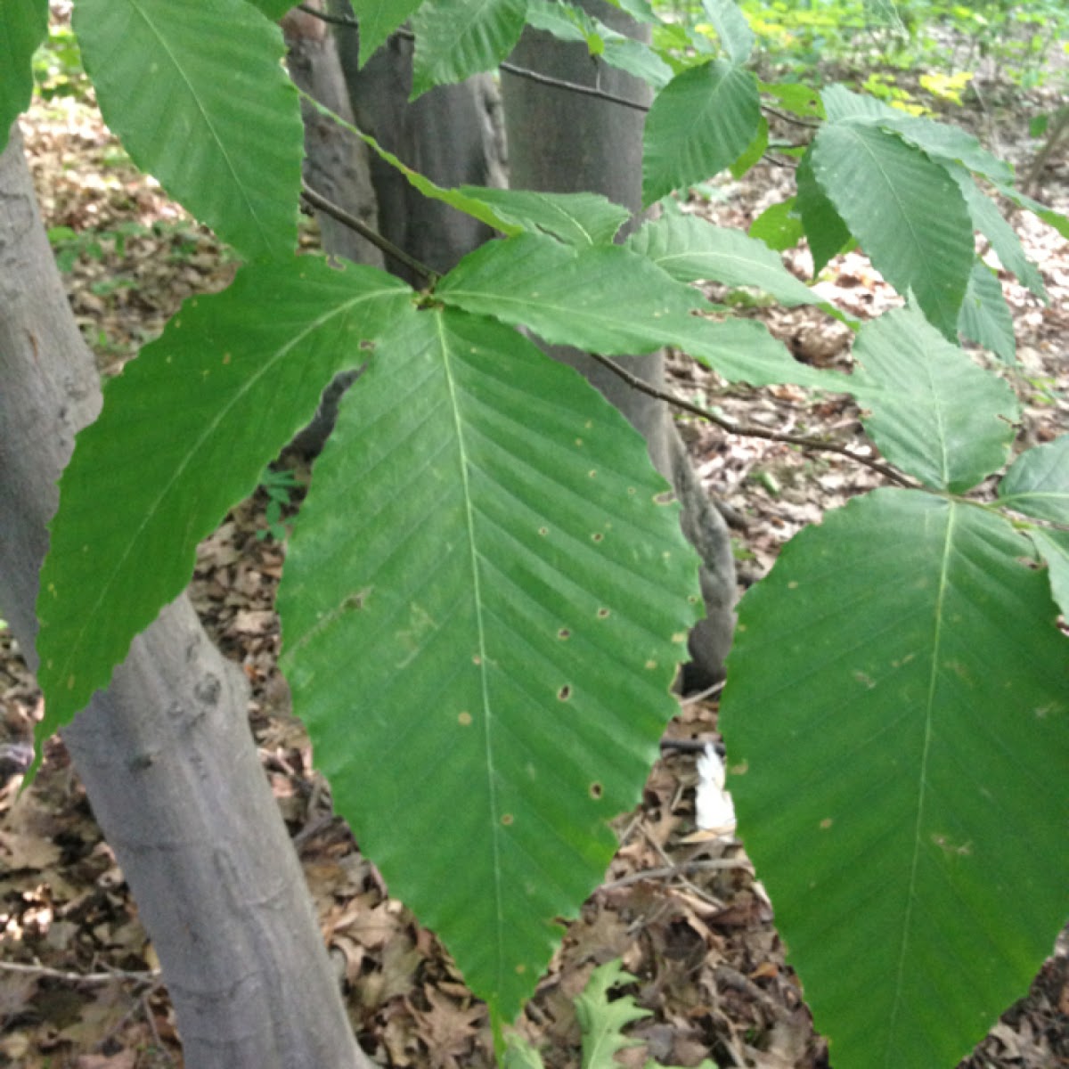 American Beech