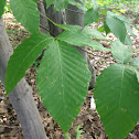 American Beech