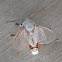Moth