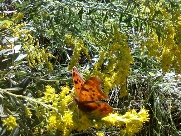 Spotting Image 1