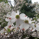 Dogwood