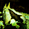 Rhino Viper