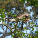 Green Iguana