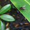 Fly