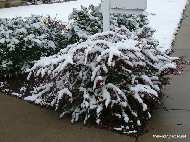 [Snowyshrubbery7.jpg]