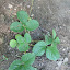 Alstede Strawberry