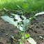 Brussel Sprouts