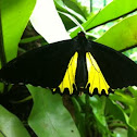 Common birdwing