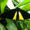 Common birdwing