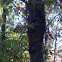 Honey Locust