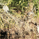 Yellow-crowned Night Heron